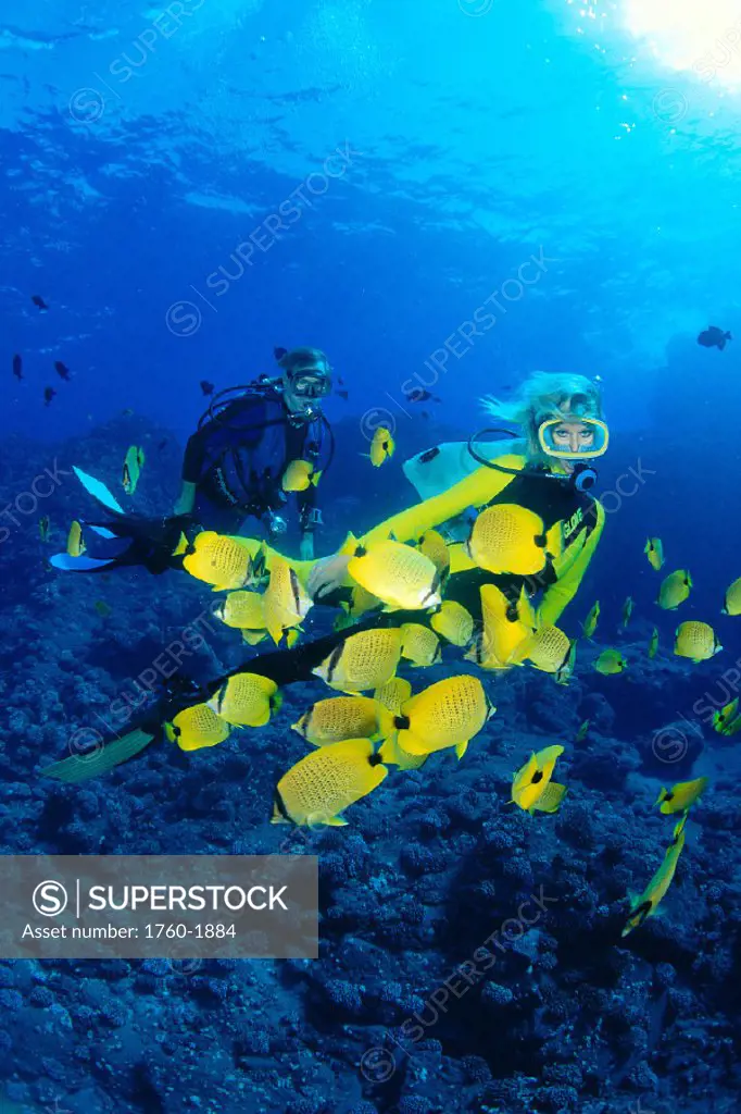 Hawaii, Divers & milletseed butterflyfish (Chaetodon miliaris) sunburst C1338