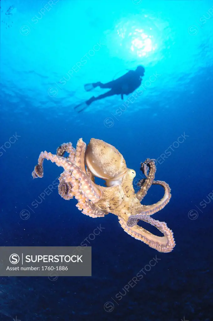 Hawaii, Lanai, diver bkgd, octopus midwater, sunburst at surface (Cyanea) C1363