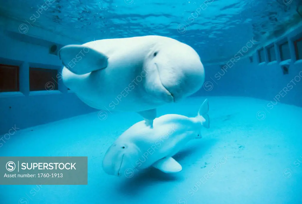 Canada, British Columbia, Vancouver Aquarium, Beluga Whale