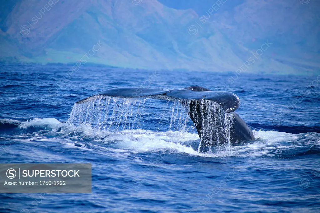 Hawaii, closeup of humpback whale, fluke (Megaptera novaeangliae) A94H