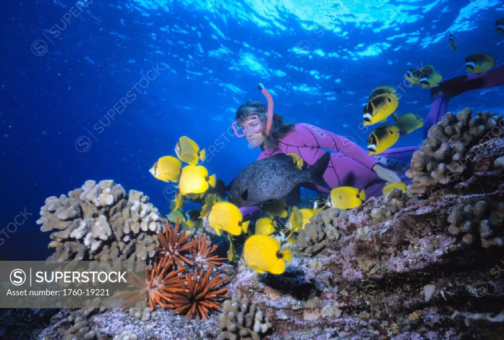 Hawaii, snorkeler by reef, tropical fish, pencil urchin foreground, colorful
