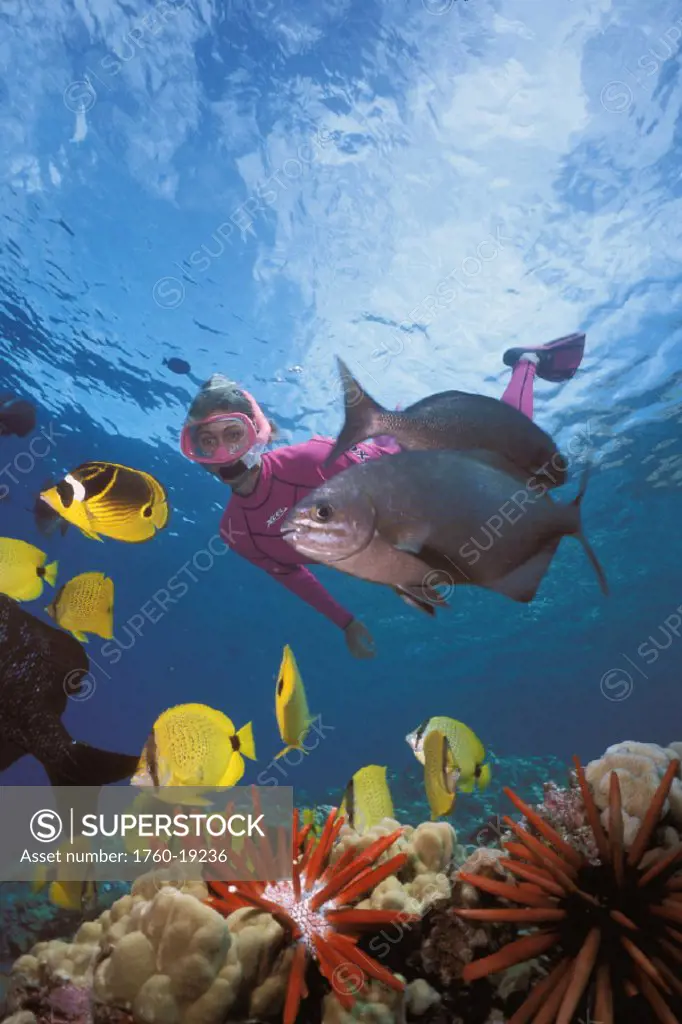 Hawaii, Maui, Molokini, tropical reef scene with woman snorkeling variety of fish