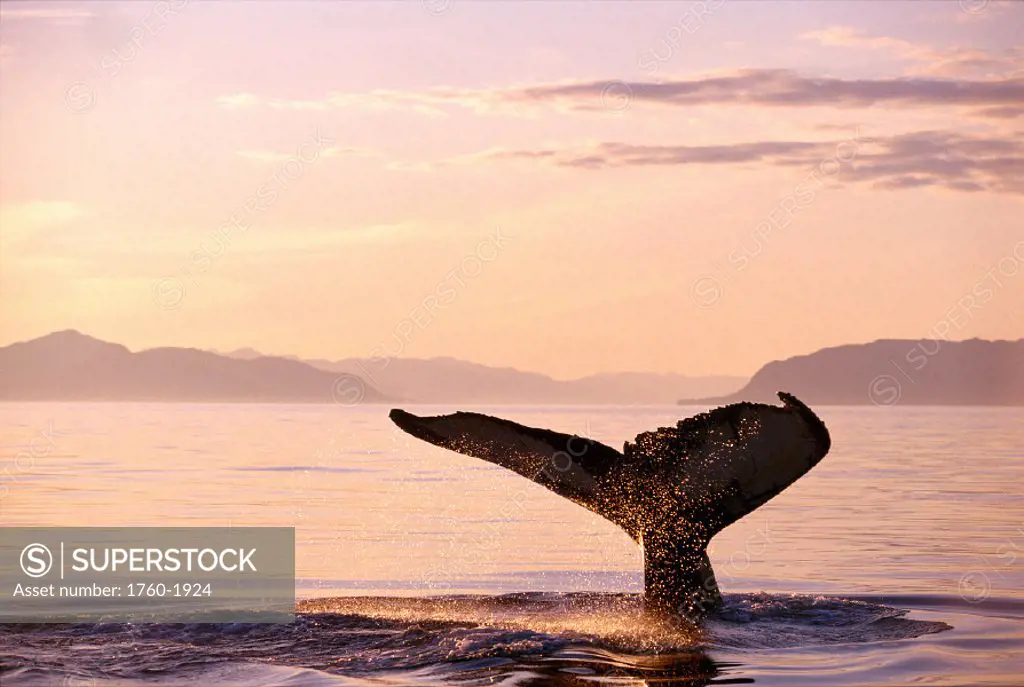 AK Frederick Sound, Humpback Whale fluke (Megaptera novaeangliae) @ sunset B1988