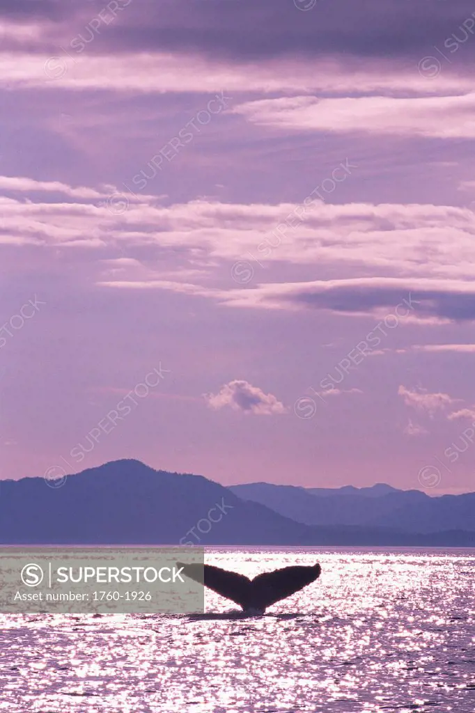 Alaska, Stephens Passage Humpback Whale (Megaptera novaeangliae) fluke B1978 sunrise