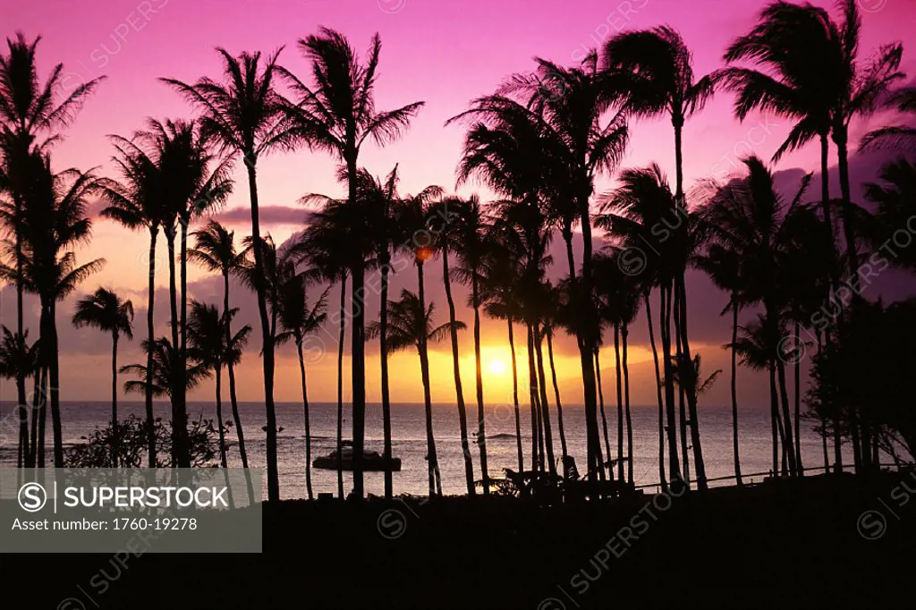 Tropical sunset, palms silhouette, purple and yellow sky, Kapalua Bay, Maui