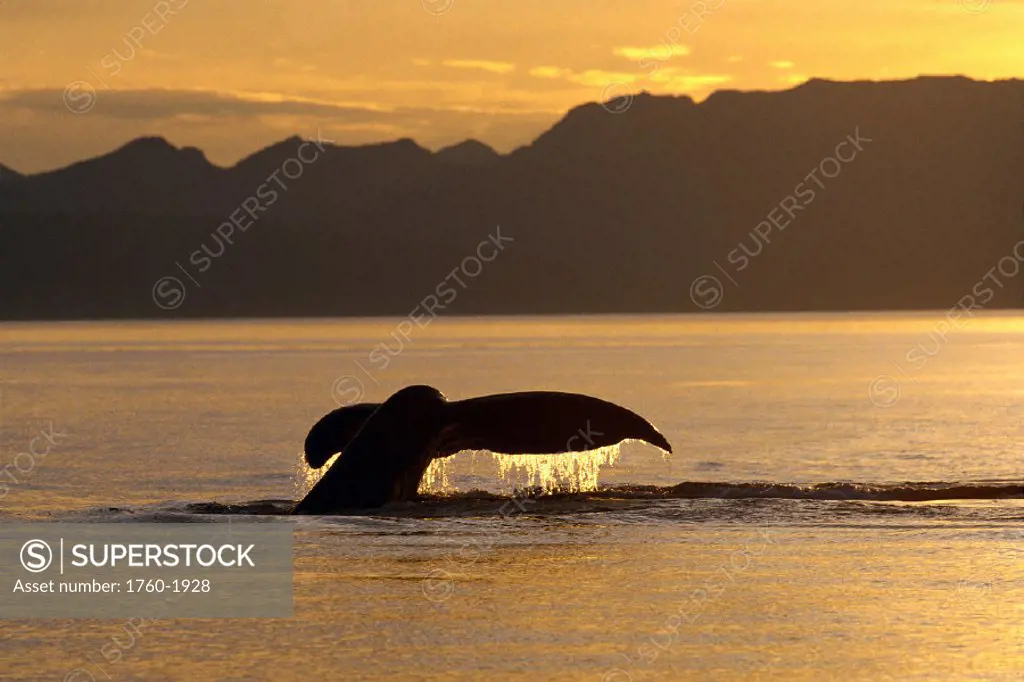 Alaska, Frederick Sound, Humpback whale tail, golden reflections at sunset B2008