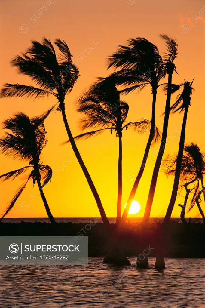 Palm trees silhouetted by fiery orange sunset, light reflections on ocean, sunball