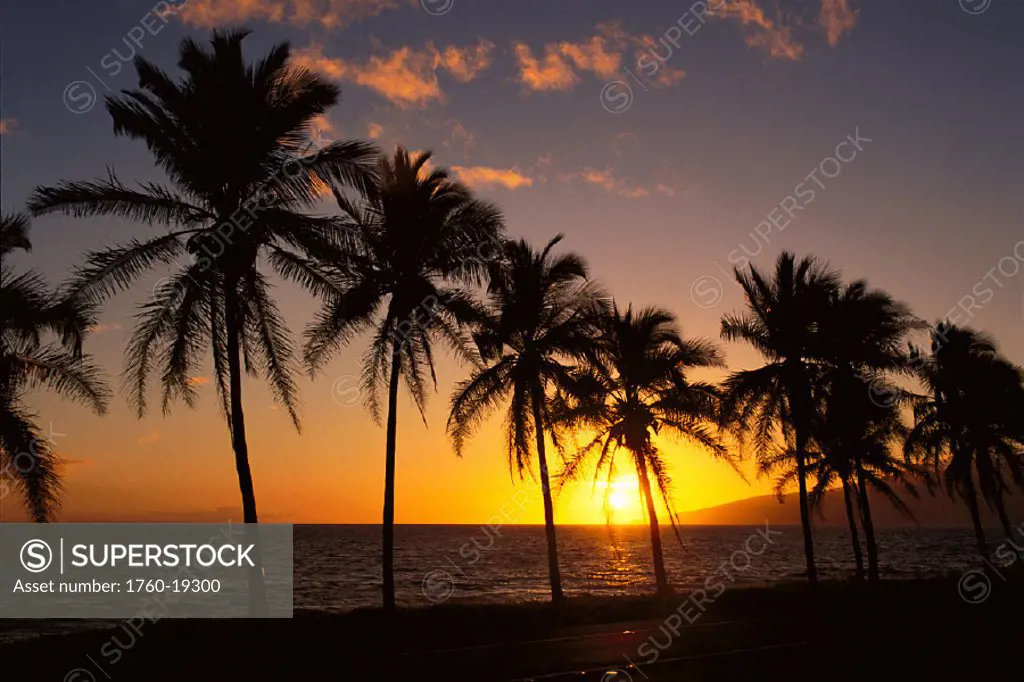 View of golden sunset over ocean, row of palm trees silhouetted
