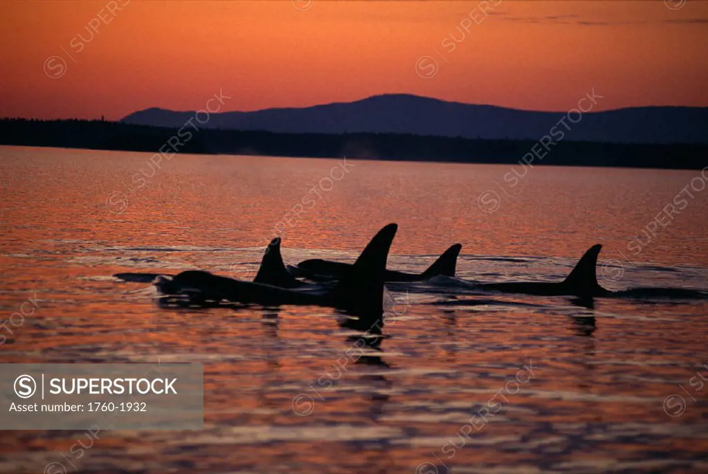 Pacific NW, Killer Whales (Orca orcinus) fins silhouetted @ sunset B1979