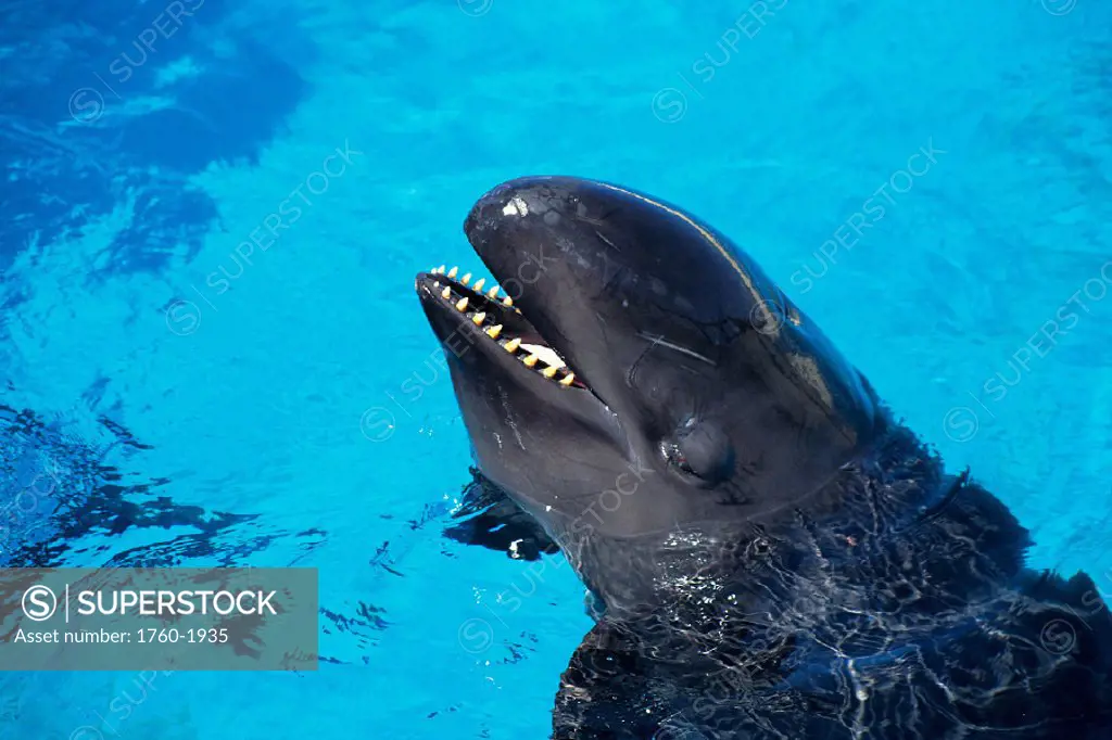 False killer whale in captivity, c/u of head (Pseudorca crassidens) B1983
