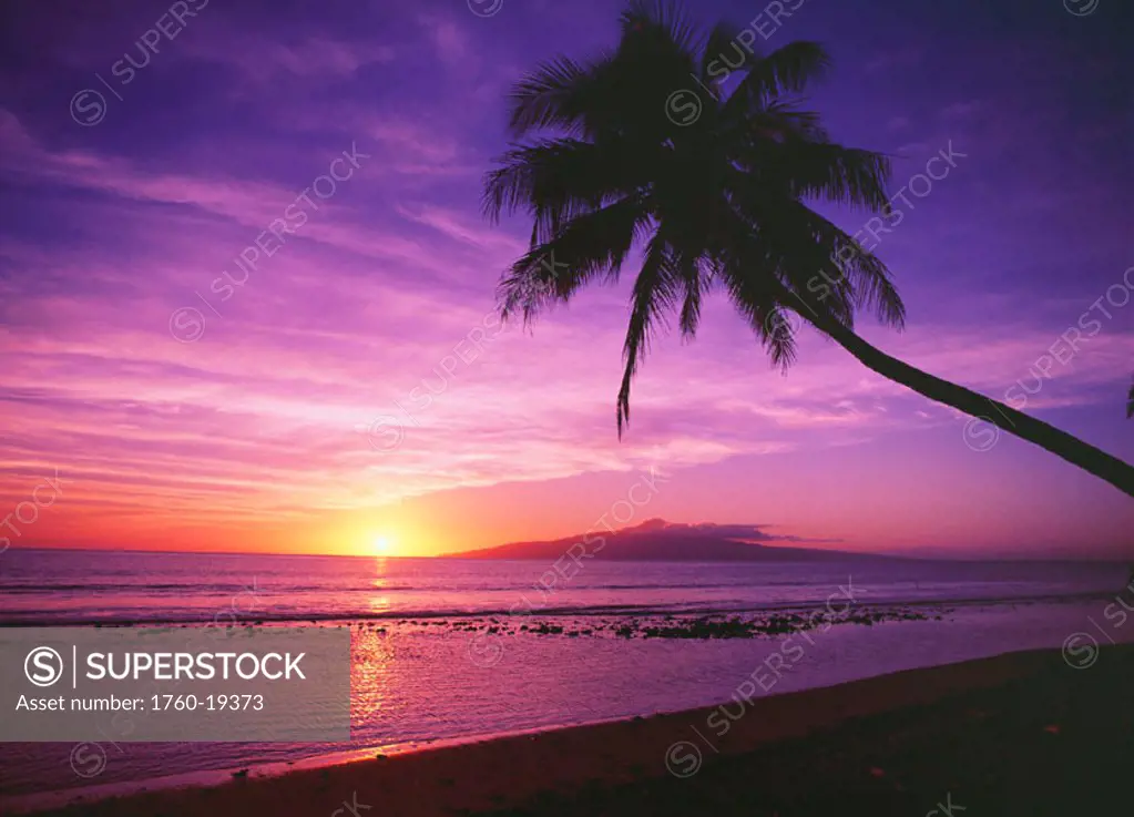 Hawaii, Maui, Olowalu, Palm tree silhouette at sunset, Lanai in the distance.