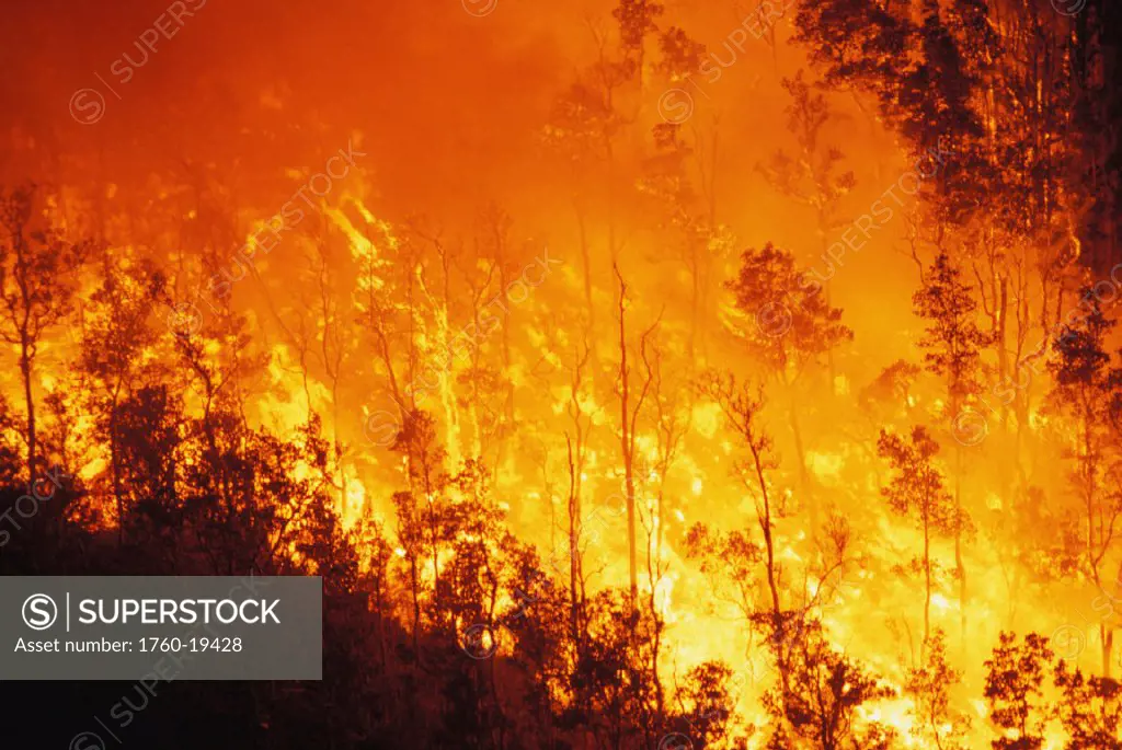 Hawaii, Big Island, Kilauea Volcano, Lava flow burning Ohia forest near Pu´u O´o vent