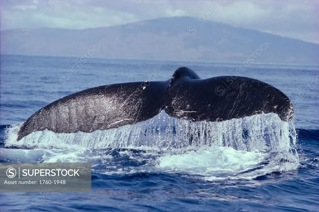Hawaii, Humpback whale (Megaptera novaeangliae) fluke topside GR4188 C2026