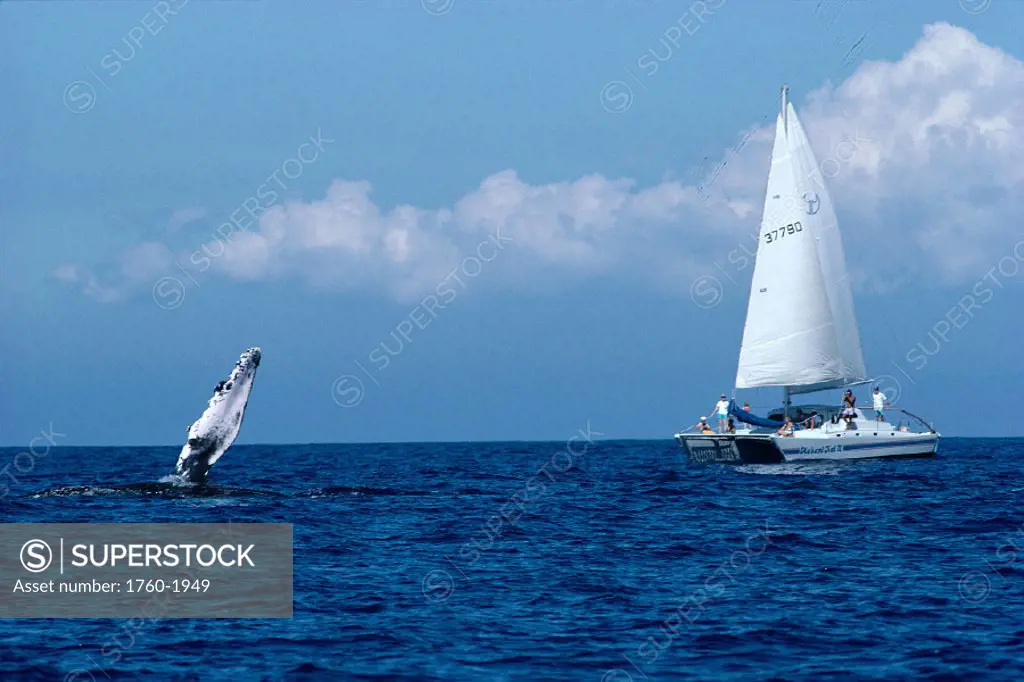 HI, BigIsle, Whale watching fr sailboat, Humpback slaps pectoral fin C2018/n(Megaptera novaeangliae)