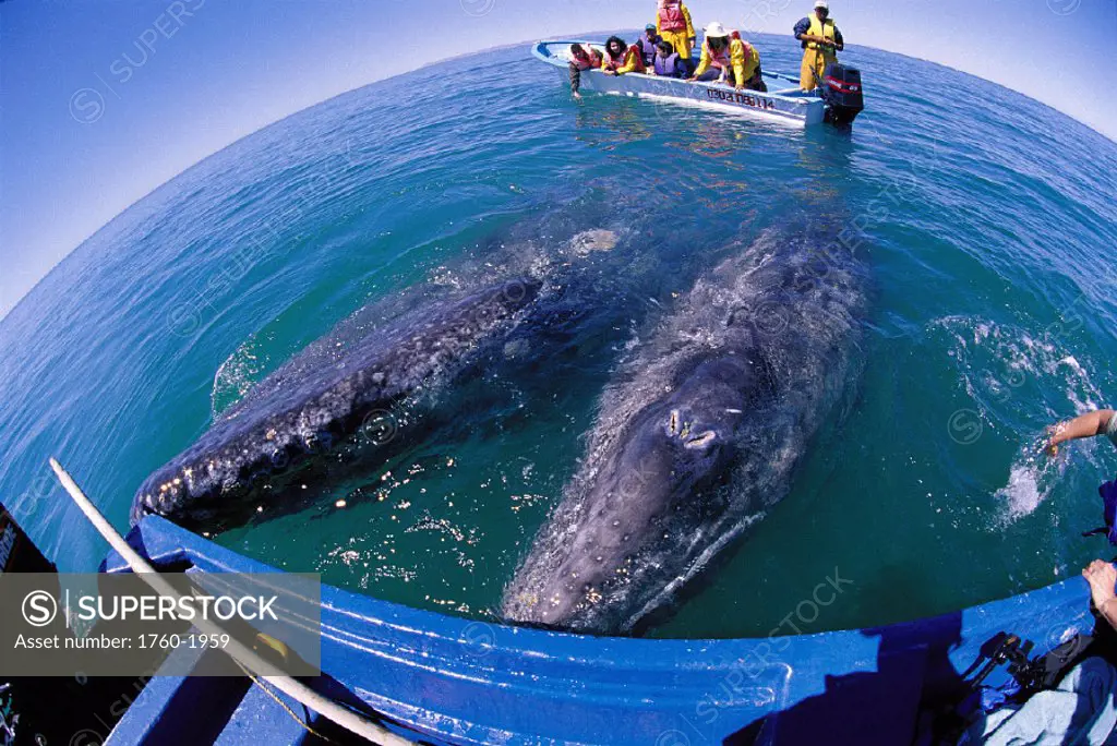 Mexico 2 gray whale @ side of boat, whale watchers D1950 (Eschrichtius robustus) wide angle view San Ignacio Lagoon