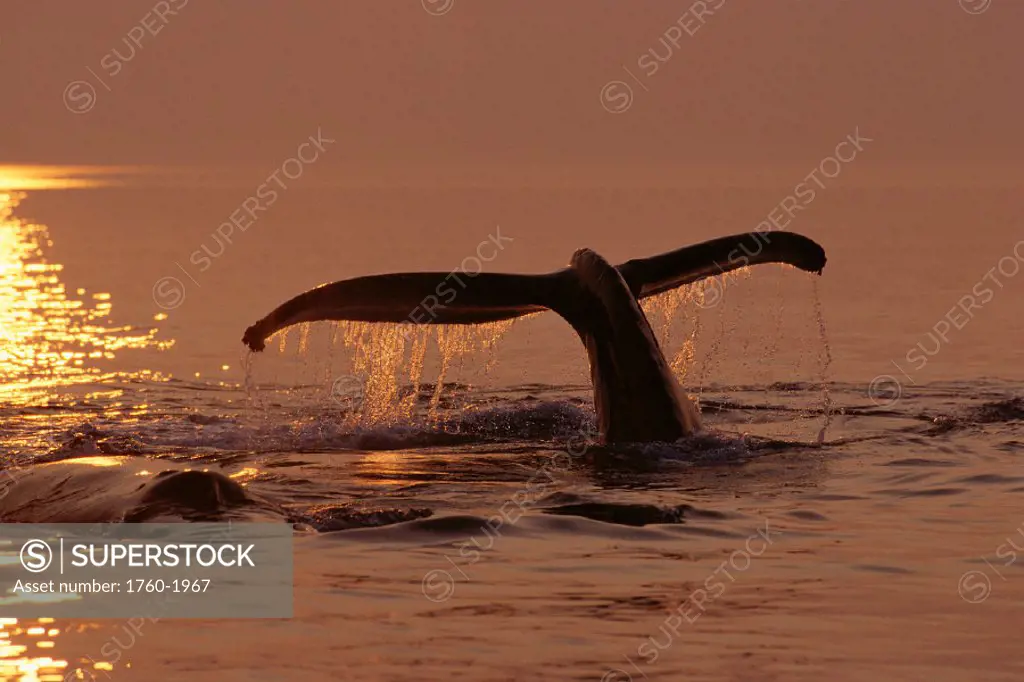 Humpback Whale (Megaptera novaeangliae) sunset, fluke, Frederick Sound Alaska B2001