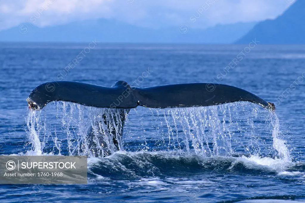 Alaska, Frederick Sound, Humpback Whale fluke, Megaptera novaeangliae C2008