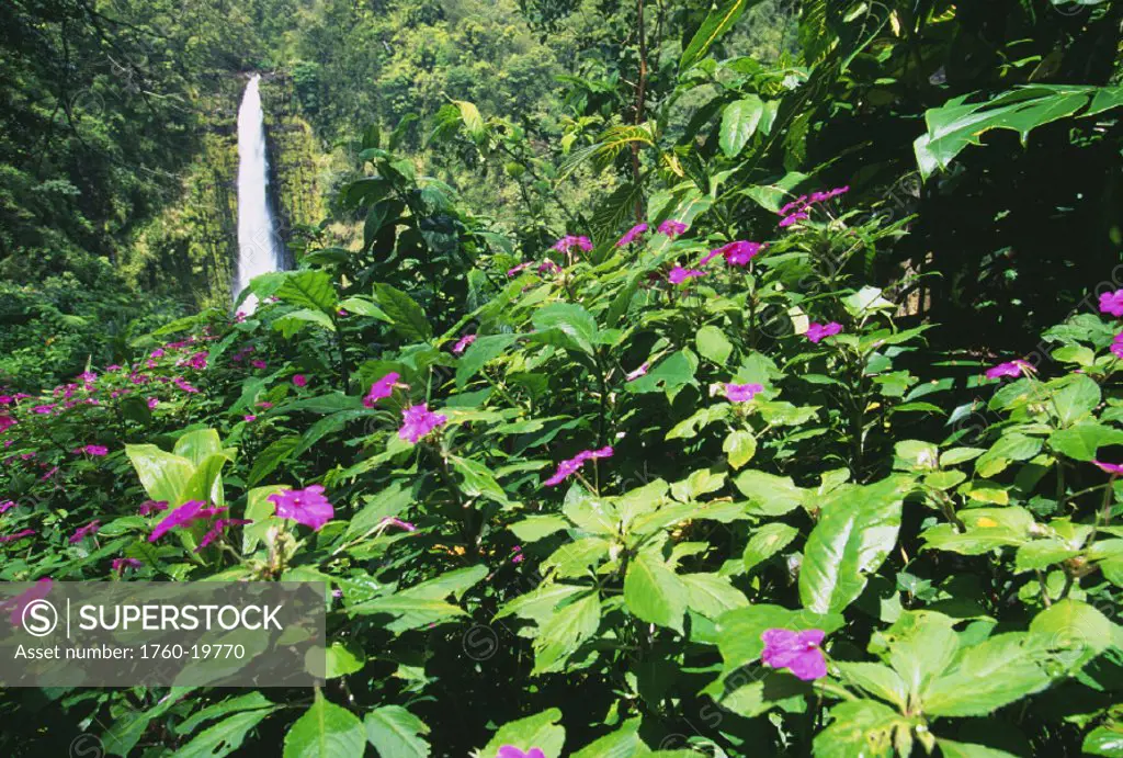 Hawaii, Big Island, Akaka Falls view through lush greenery, impatiens in foreground