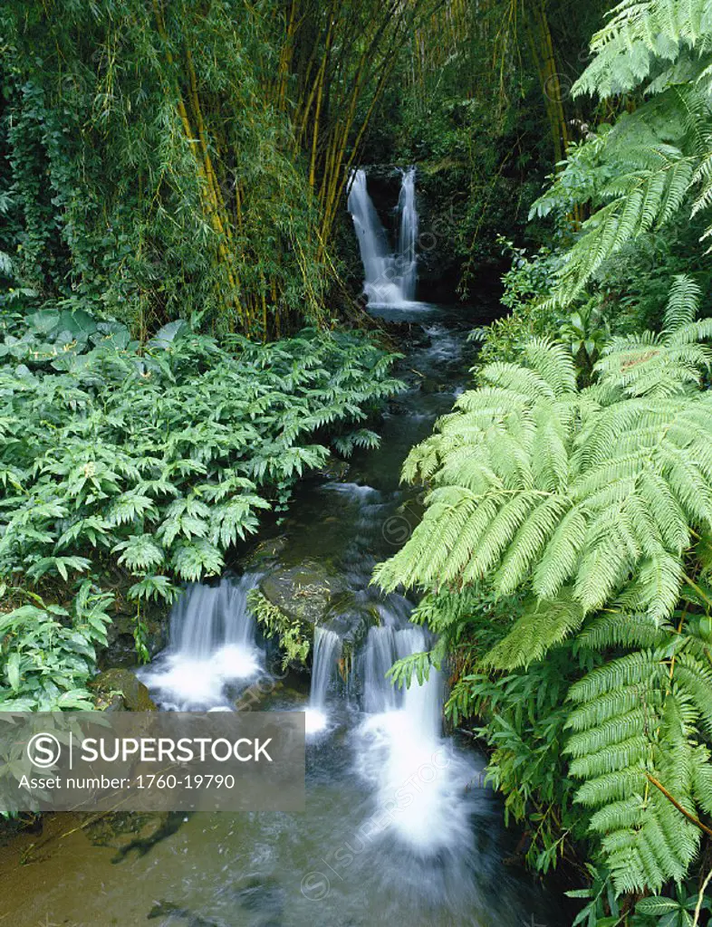 BigIsle, Akaka Falls SP, stream w/ small flowing waterfalls, lush greenery
