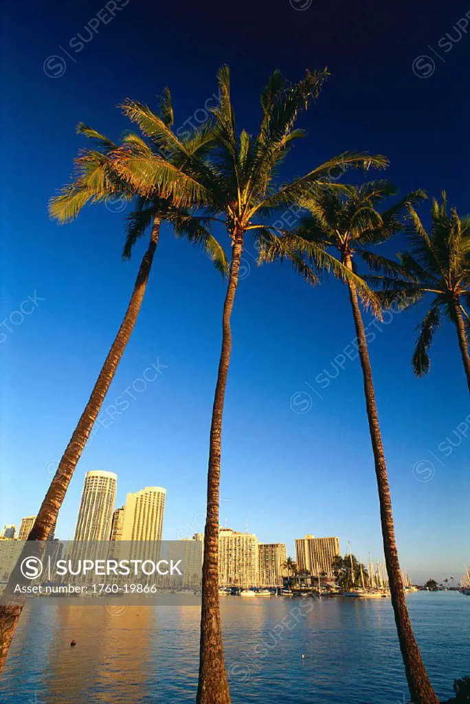 HI, Oahu, daytime view of Waikiki skyline and harbor, palm trees in foreground