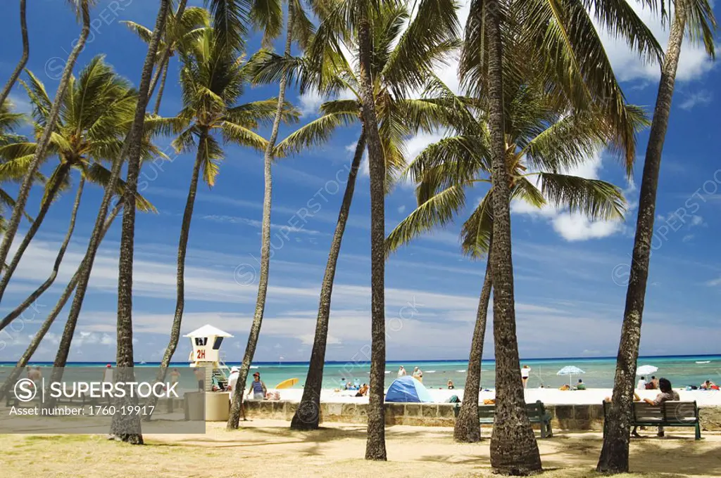 Hawaii, Oahu, Waikiki, San Souci Beach lined with palm trees