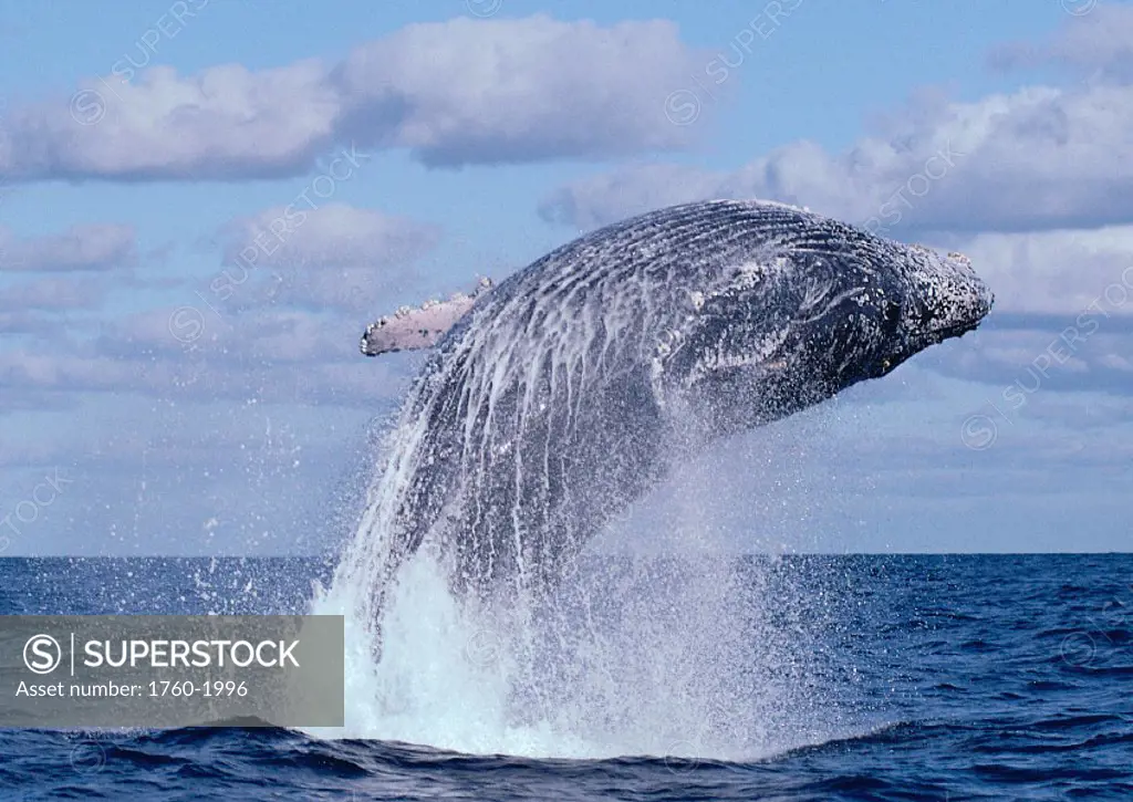 Mexico, Humpback Whale breaching, c/u (Megaptera novaeangliae) C2025