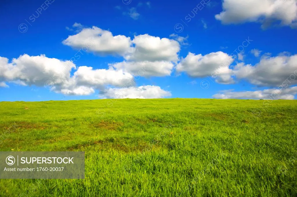 Hawaii, Maui, Near Makawao, Beautiful landscape of green grass and a blue sky.