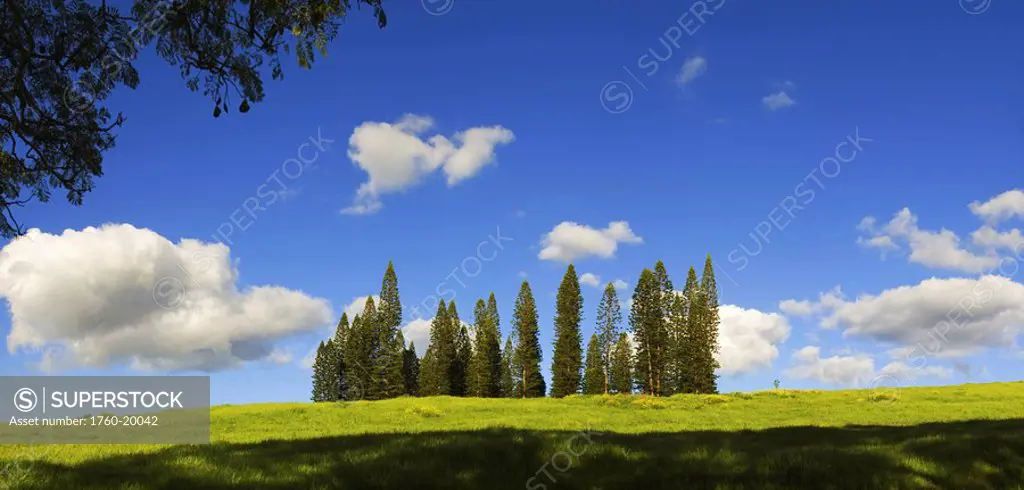 Hawaii, Maui, Near Makawao, Beautiful landscape of green grass, blue sky and norfolk pines.