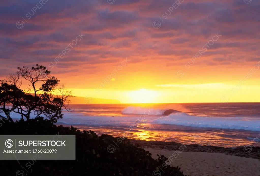 Hawaii, Oahu, North Shore, waves crashing at sunset, tree silhouetted
