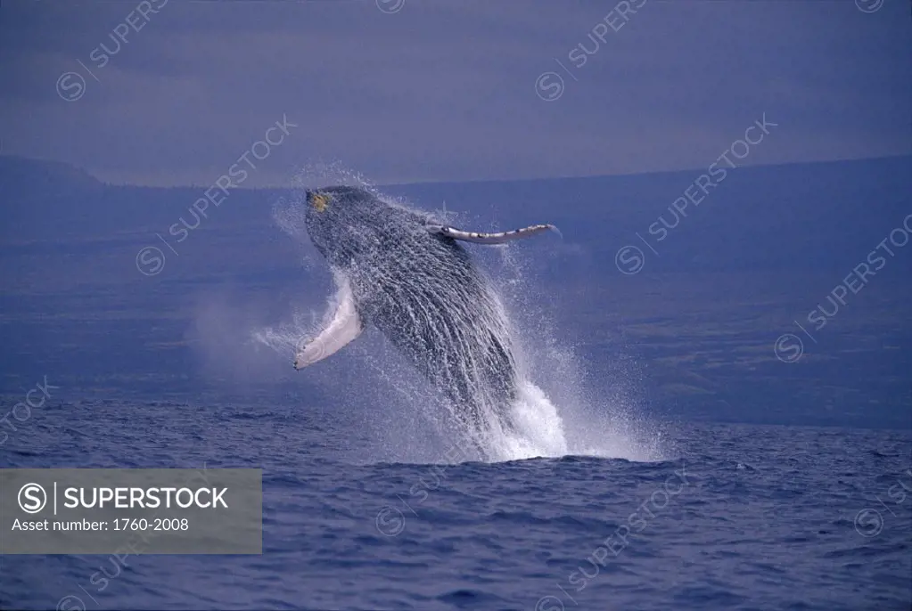Hawaii underside breaching humpback whale (Megaptera novaeangliae) D1947     W10035