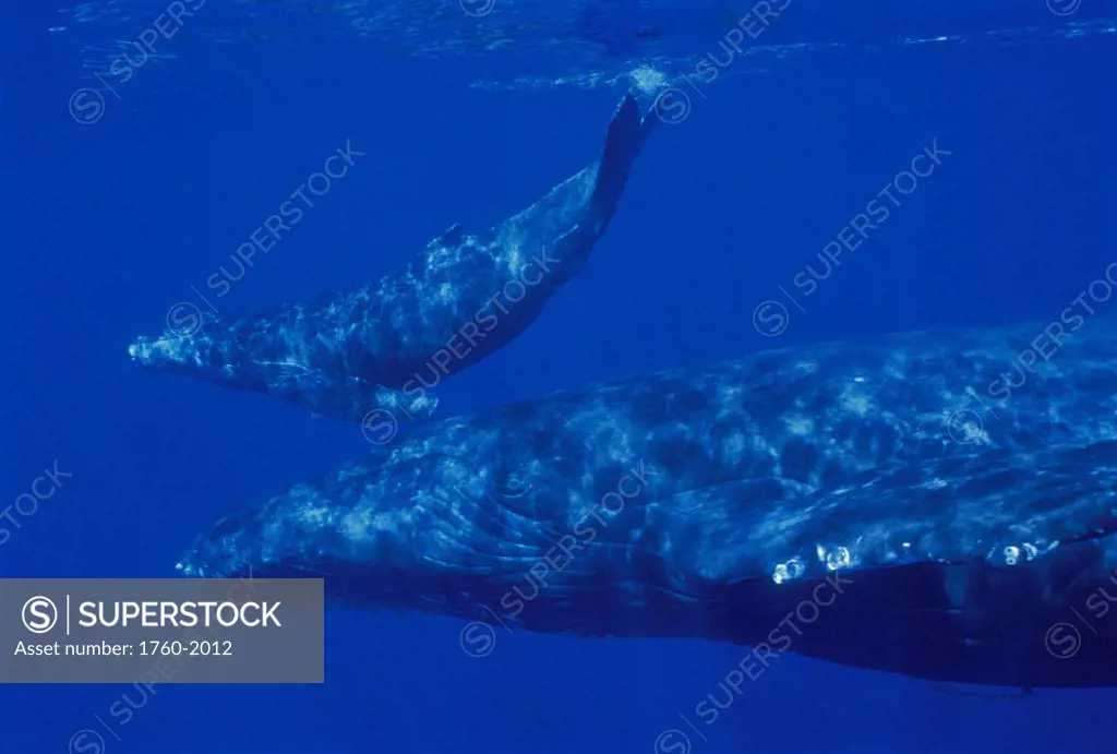 Hawaii humpback whale & calf nr surface side vu, closeup NMFS permit 633       D1954 scientific research HWRF Research Foundation Megaptera novaeangli...