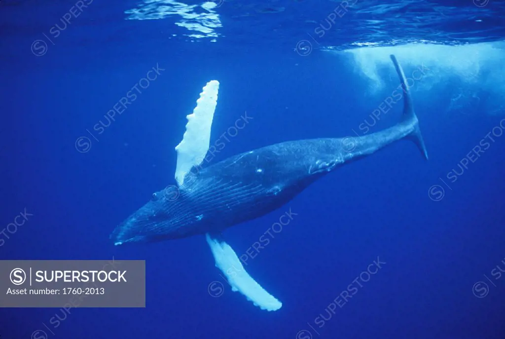 Hawaii humpback whale underside view near surface D1974 NMFS permit 633 scientific research HWRF Research Foundation Megaptera novaeangliae