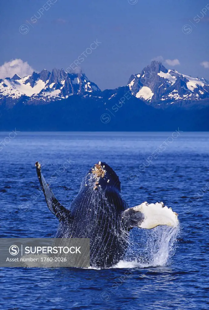 DC Alaska Baranof Island humpback whale breaching D1939 Inside Passage Chatham Strait Megaptera novaeangliae