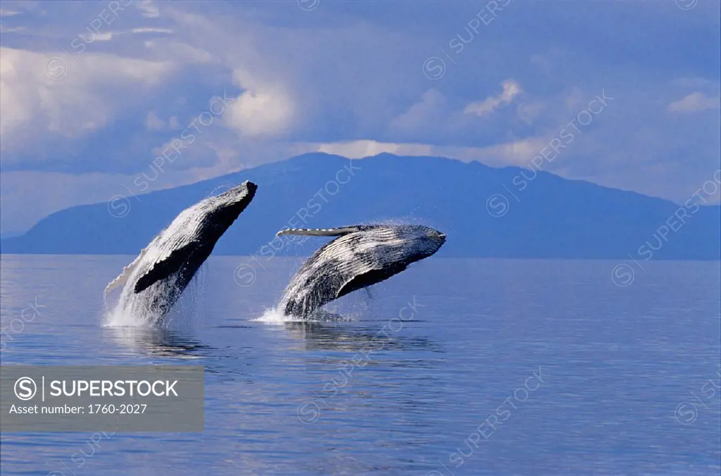 DC SE Alaska Frederick Sound humpback whales double breach D1960 Inside Passage land bkgd clouds Megaptera novaeangliae