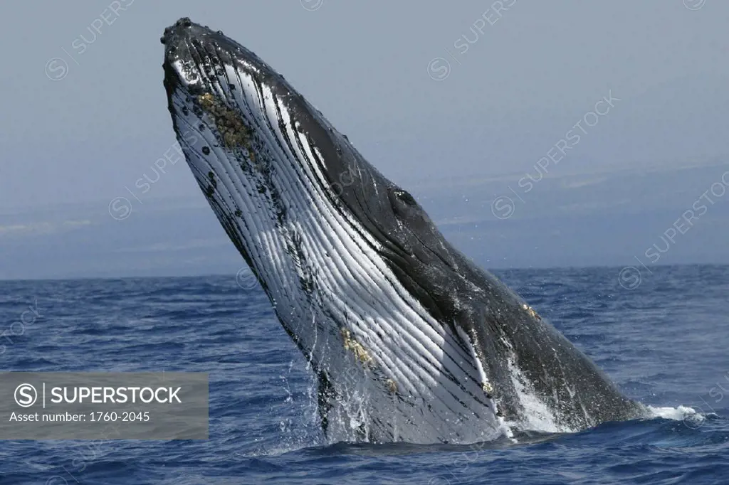 Hawaii, Humpback Whale (Megaptera novaeangliae) breaching, megaptera novaeangliae For use up to 13x20 only