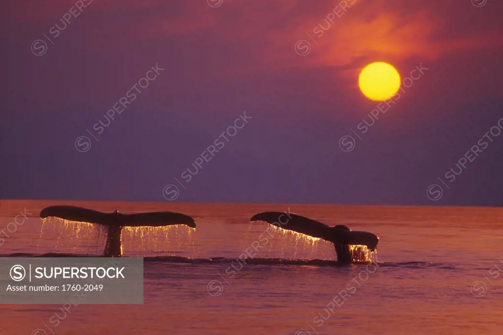 Alaska, Panhandle, Inside Passage. 2 Humpback whales fluke by a fiery sunset.