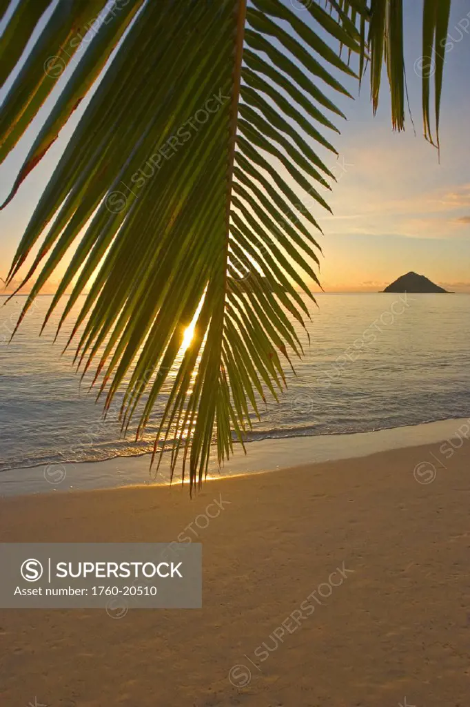 Hawaii, Oahu, Mokulua Islands, Golden sunrise at Lanikai beach, palm branch