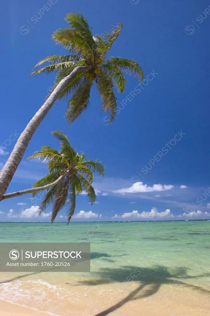 Palm trees lean and cast shadow on beach, turquoise ocean, dramatic sky