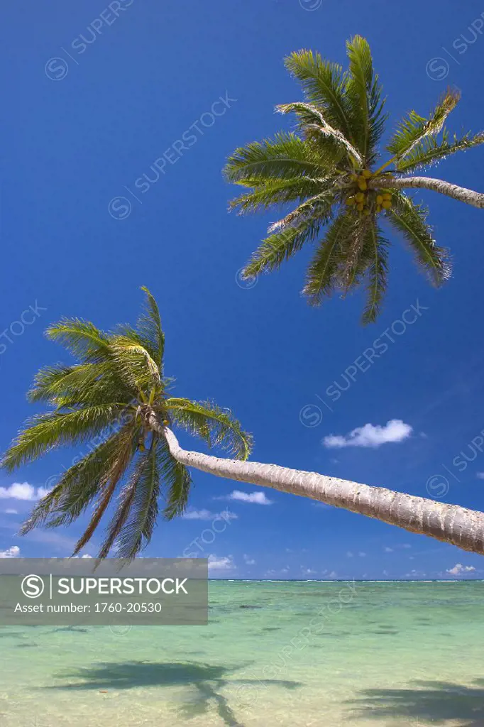 Hawaii, Oahu, Palm trees overhang a beautiful tropical lagoon