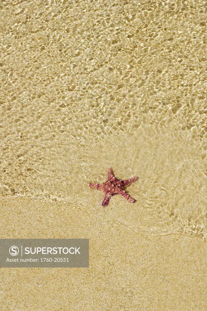 Purple starfish sitting on sand in shallows of crystal clear rippling water