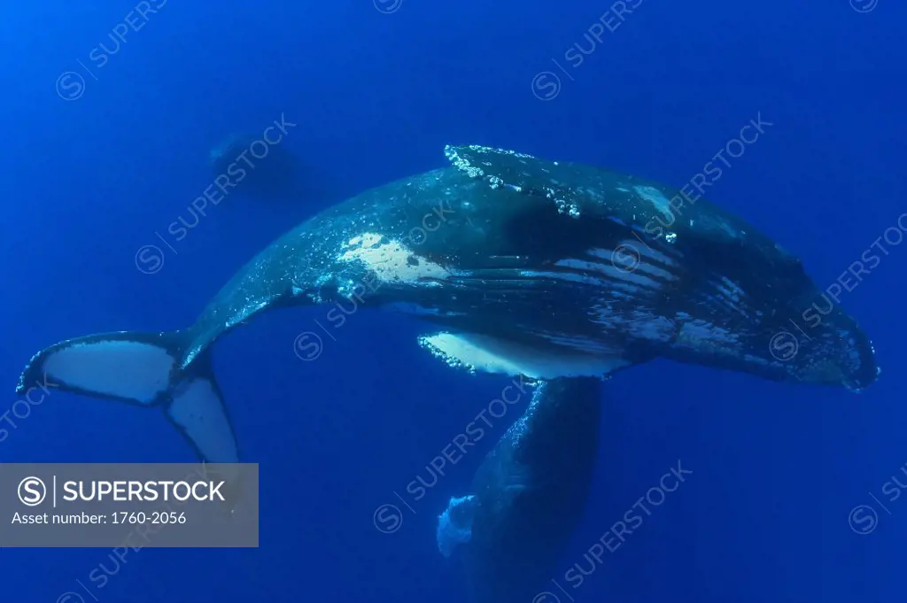 Hawaii, Humpback Whales (Megaptera novaeangliae) underwater