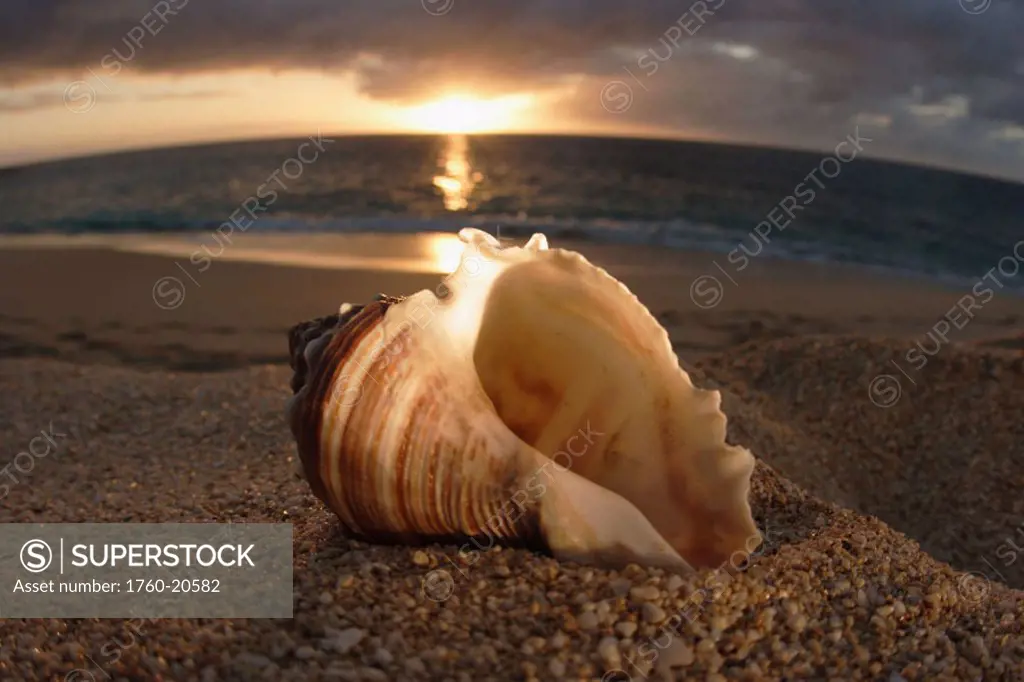 Hawaii, Oahu, North Shore, Conch shell laying in the sand with sun setting behind it.