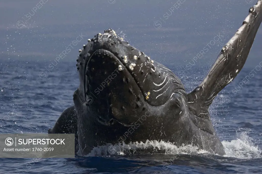 Hawaii, Humpback Whale (Megaptera novaeangliae) breaching.