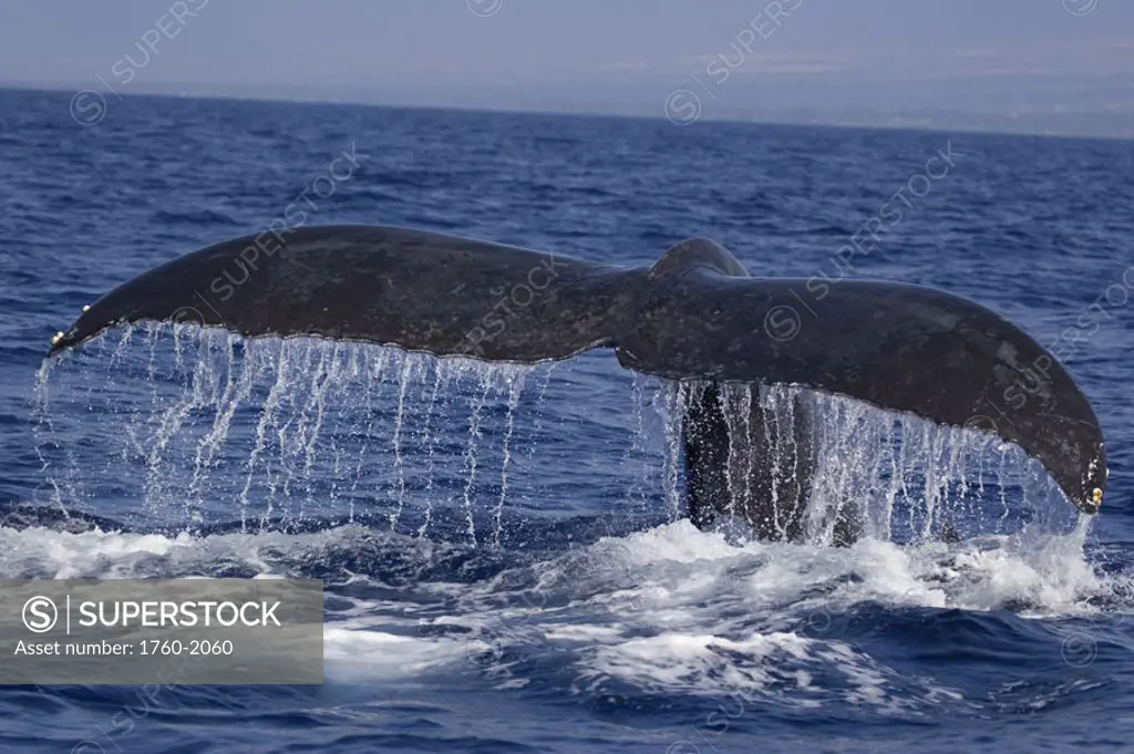 Hawaii, Humpback whale (Megaptera novaeangliae) fluking its tail.