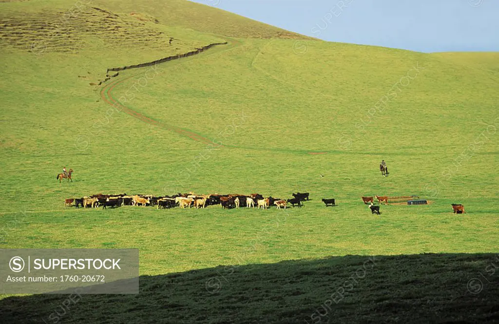 Hawaii, Big Island, Kohala Mountains, Kahua Ranch, Paniolos rounding up cattle on green hillside in distance