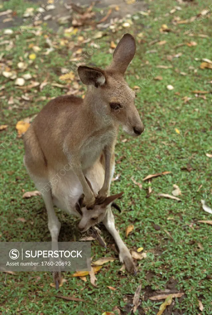 Australia, Mother and joey, Easter Great Kangaroo (Macropus giganteus).