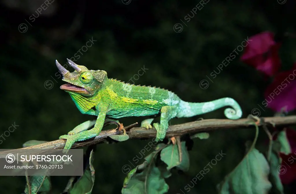 Hawaii, Maui, Jackson´s Chameleon gripping branch, Mismatched tail color.
