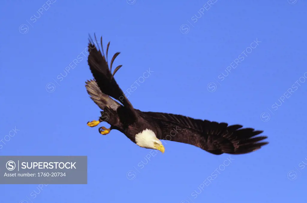 Alaska, Tongass National Forest, Inside Passage, Bald Eagle flying in blue sky.