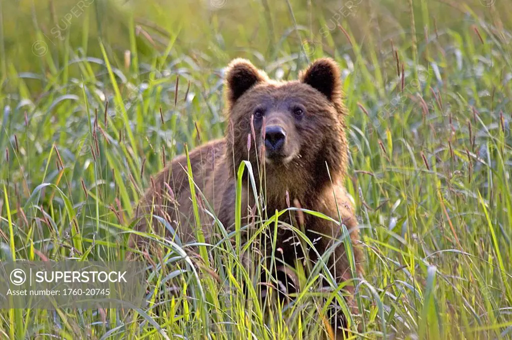 Alaska, Sitka, Brown bear ursus acrtos horribillis in a grassy meadow