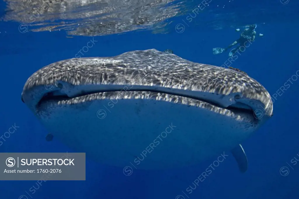 Hawaii, Big Island, Kona, Whale Shark (Rhiniodon typus) close-up of mouth, underwater photographer in background.